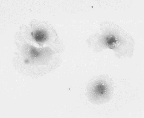 Discover quantitative phase imaging • Telight