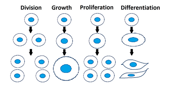 proliferate meaning