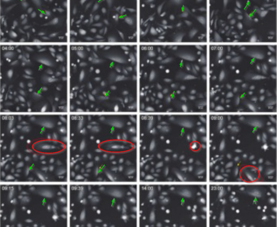 Pentamethinium salts suppress key metastatic processes