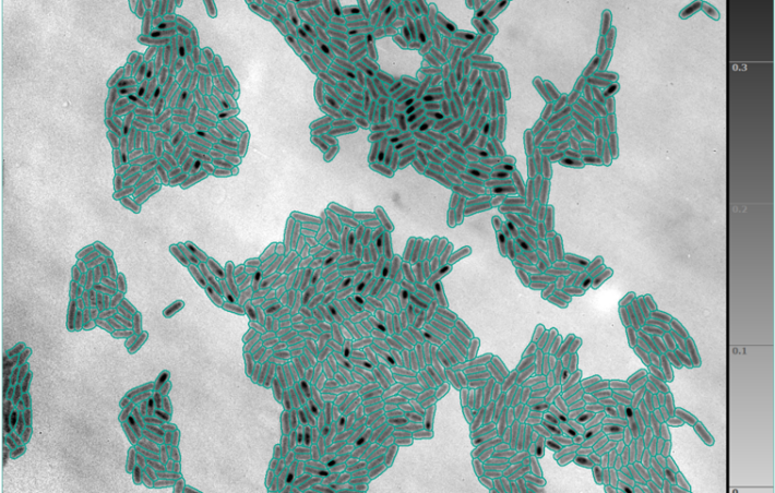 Introducing advanced AI-assisted cell segmentation in Q-Phase